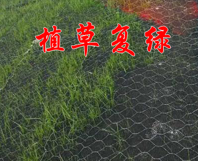 加筋麥克墊植草復綠效果